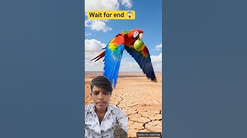 Kangaroo watered the guava tree and the monkey destroyed it 😭 #ai #tree #save #kangaroo