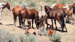 Just a lazy day at the mineral lick