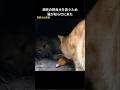 瀕死の野良犬を救うために猫が知らせに来た#野良猫# 野良犬 #猫動画