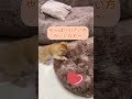 超特大猫ベッドで子猫が迷子！？大きすぎて笑えるwww #猫 #pets #funny