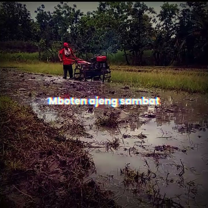 aku cah bakoh||story' wa||bajak sawah lozzz||#shorts #storywa