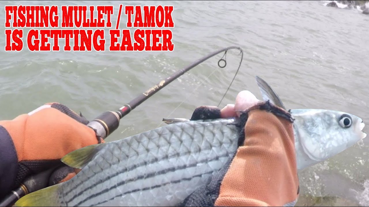 Auto Panen ! Cara Jitu Mancing Belanak Tamok Umpan Tepung Udang Rebon : Mullet Fishing