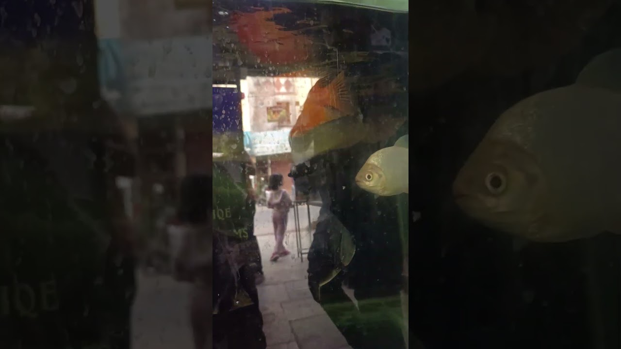 Colorful Parrot Monster Fish Inside Aquarium