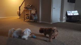 Lhasa Apsos Romeo Flufferton and his sister Precious Flufferton playing.