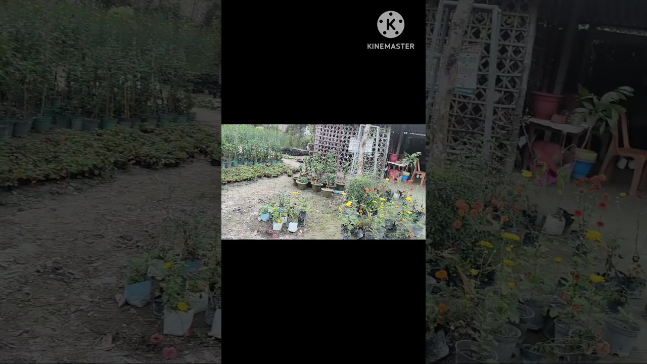 BEAUTIFUL VIEW OF NURSERY||GARDEN VIEW#chatorijunction#gardening#nursery#birds#nature #birdsounds