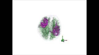 Visualization of Brain Microstructure through Spherical Harmonics Illumination of High Fidelity