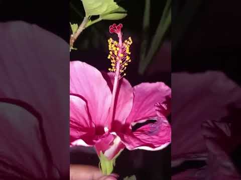 Are Suno Han Kaho Hibiscus 