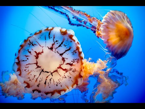 Jellies - Branston Arick