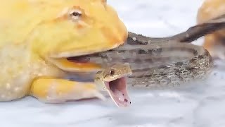 The snake screams as it is preyed upon by the frog.【WARNING LIVE FEEDING】