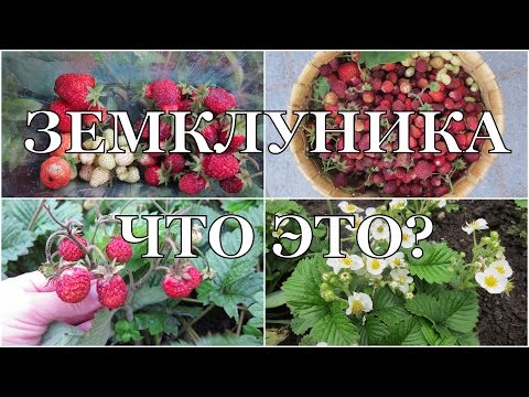 Бейне: Земклуника