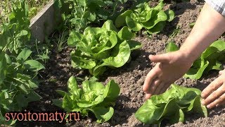 Кочанный салат: выращивание и уход