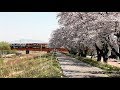 【山形鉄道】フラワー長井線 春の風景 の動画、YouTube動画。