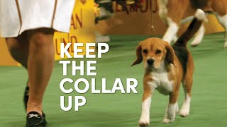 How to Stop The Collar From Slipping Down the Neck by Leading Edge Dog Show Academy 797 views 8 days ago 5 minutes, 56 seconds