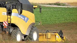 Moisson des pois, Newholland CX 8080