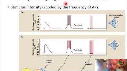 Lab 7 Neurophysiology Part 2 Video