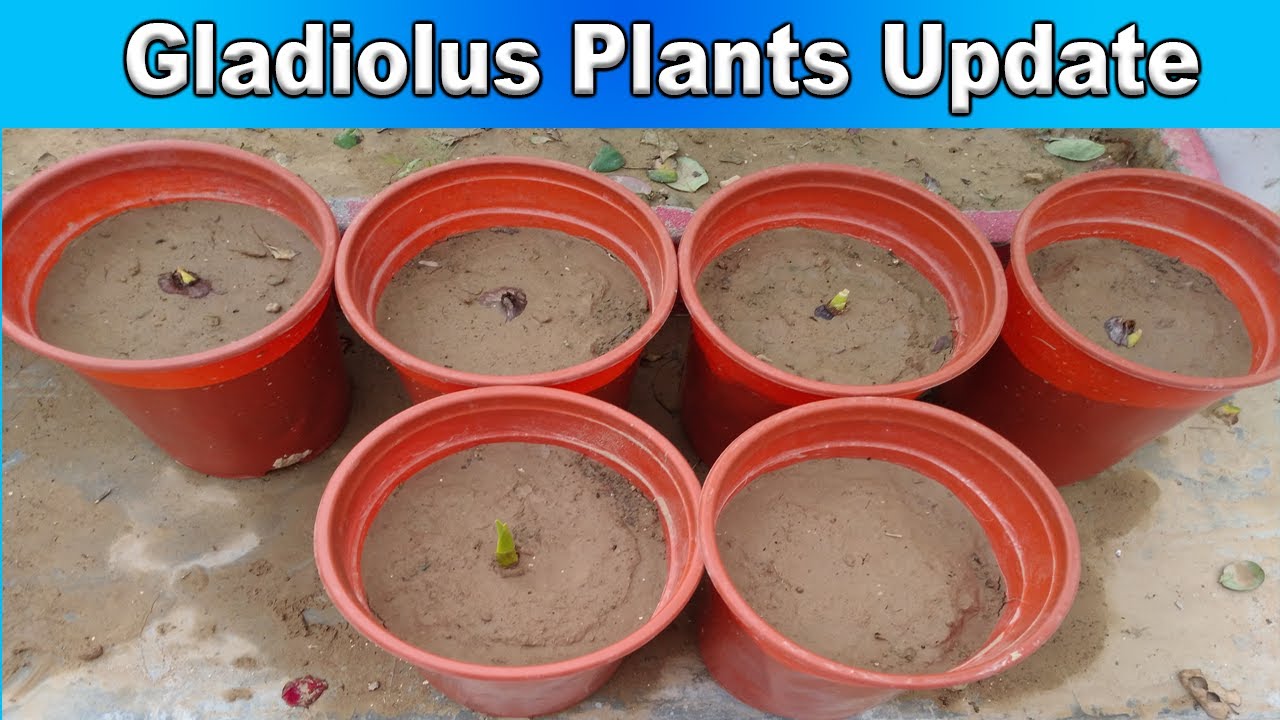 Gladiolus Flower Plant Care Tips in Hindi Gladiolus Bulbs Growing