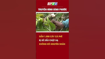 Hơn 1.000 cây cà phê ở Gia Lai bị kẻ gian chặt phá #shorts  | BPTV
