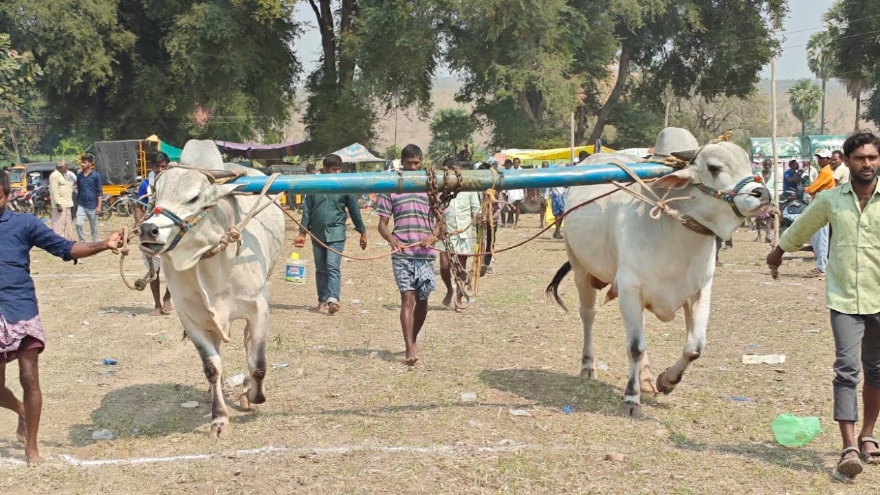 క్రిష్ణంపల్లె సేద్యపు విభాగంలో,8వ జత,మూలే.రామ్మెహన్ రెడ్డి గారు,పోతిరెడ్డిపల్లె
