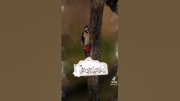 ناصر القطامي - سورة الاحزاب
