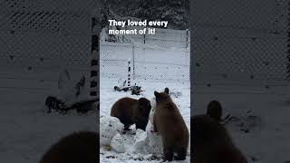 First Snow, Endless Joy for Runa and Kodi! 🌨️🐻 | FOUR PAWS | [SUBS]