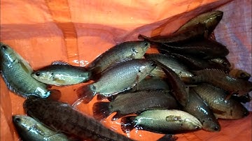 Câu cá rô đồng//Con kênh nhỏ cá ụp như cơm sôi