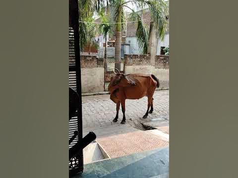 #Gau Mata ki seva karte hue Jay Shri Ram#seen #cow #morning - YouTube