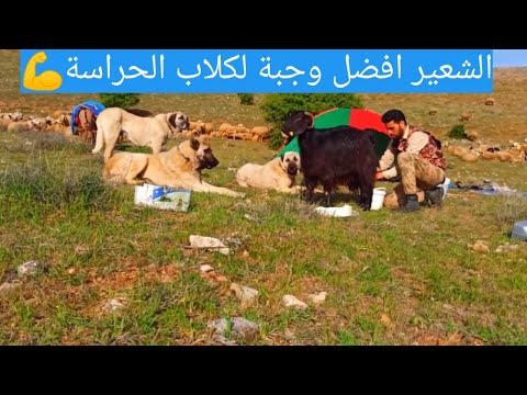 فيديو: ماذا يأكل الرعاة؟