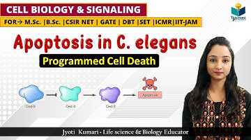 APOPTOSIS IN NEMATODES | BCl-2 gene analouge |CSIR NET | CELL SIGNALING