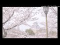 free | ginseng + misogi + pink noise type beat - "sail"