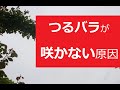 つるバラが咲かない原因