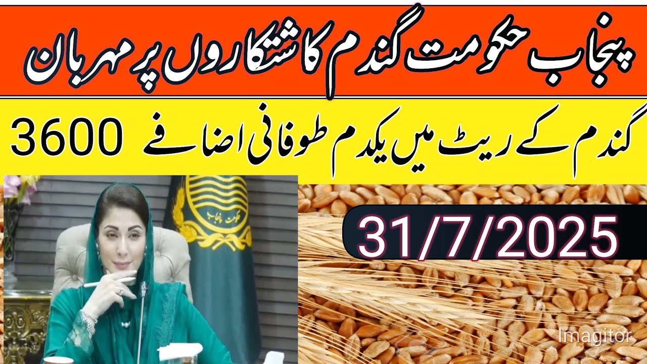 Wheat price in Punjab pakistan 2025/gundam support price in pakistan/local farmers 