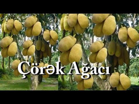 Video: Niyə çörək ağaclara bərkidilir?