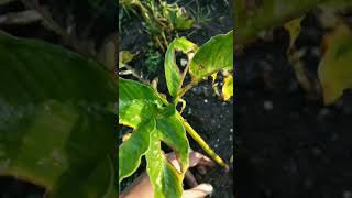 Hama Tanaman Porang Solusi Bercak Daun Porang