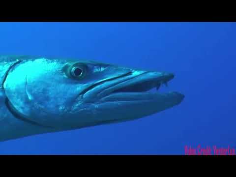Barracuda