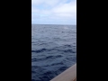 Pacific nature tour