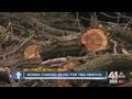 Tree trimming company charges woman $8,000 for two trees