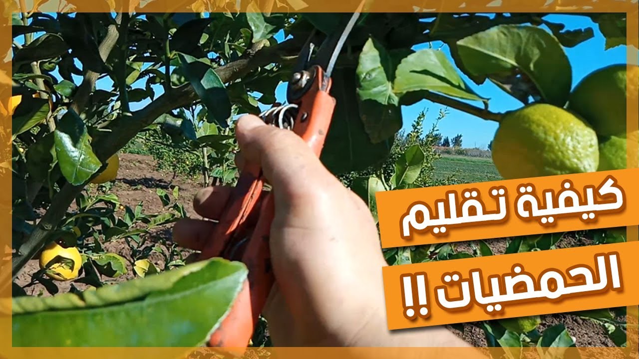 أسهل تقيــنة في تقليم الحمضيات | خاصة اربع فصول