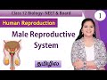 Male Reproductive System | Class 12 Biology | தமிழ்