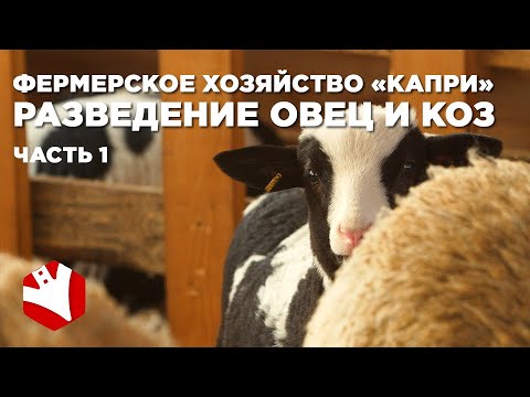 Разведение овец и коз | Фермерское хозяйство Капри