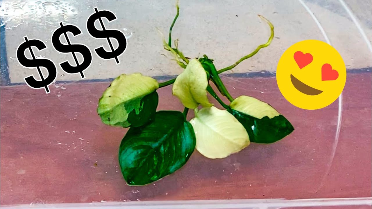 ANUBIAS PANADA (EP.1 - Rare Aquarium Plant Species Spotlight