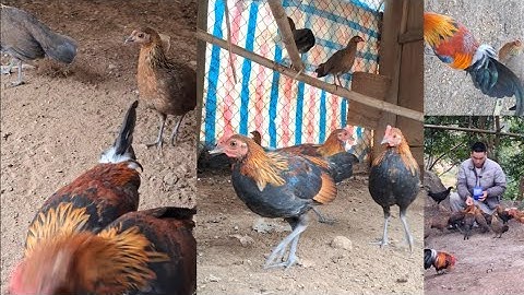 Hlau youtube cho đàn gà rừng tơ ăn sâu.pub qaib qus loj zem heev 