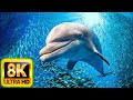 [NEW] 4HRS Stunning 8K Underwater Wonders - Relaxing Music | Coral Reefs, Fish &amp; Colorful Sea Life