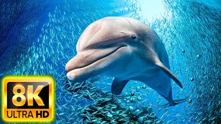 [NEW] 4HRS Stunning 8K Underwater Wonders - Relaxing Music | Coral Reefs, Fish \& Colorful Sea Life