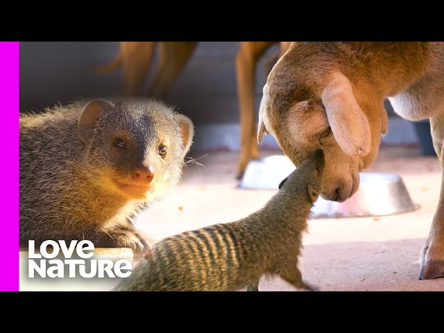 Mongoose And Sheep Have The Perfect Friendship | Oddest Animal Friendships | Love Nature class=