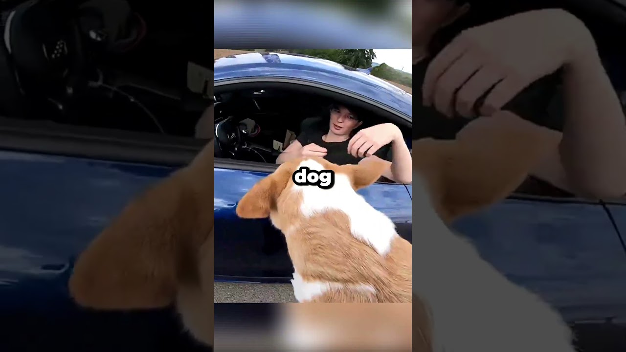 Biker SAVES a Dog that RAN Into the Street 🐶❤️