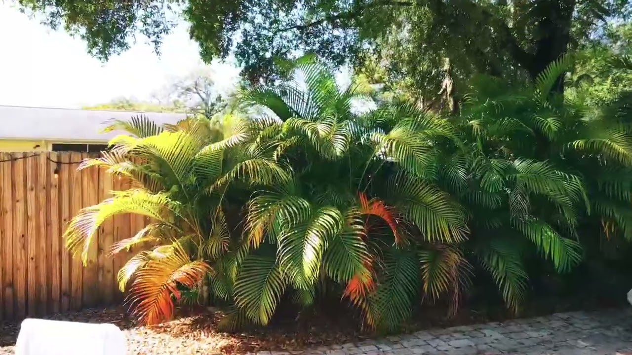 Tampa, Florida DJI