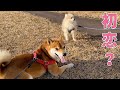豆柴ふく、散歩中のちっちゃい白モフモフわんちゃんに夢中になる #94