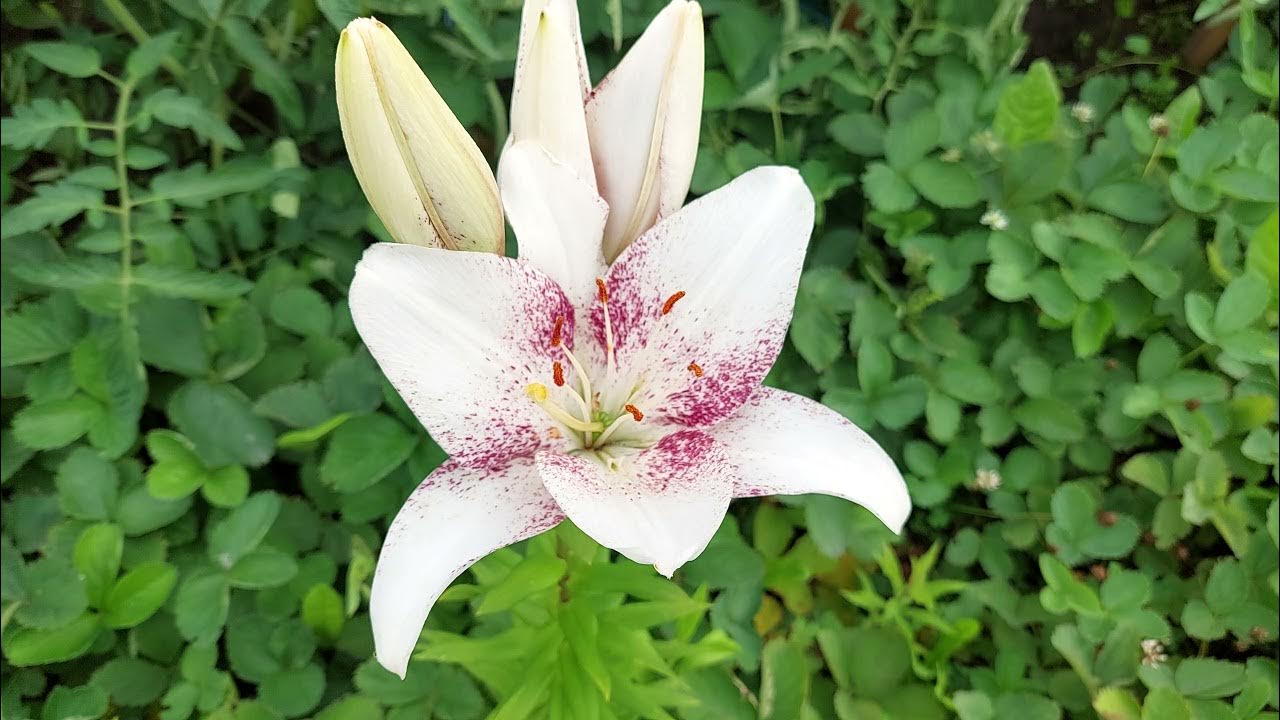 Pin by Joey on Flowers Lily pictures