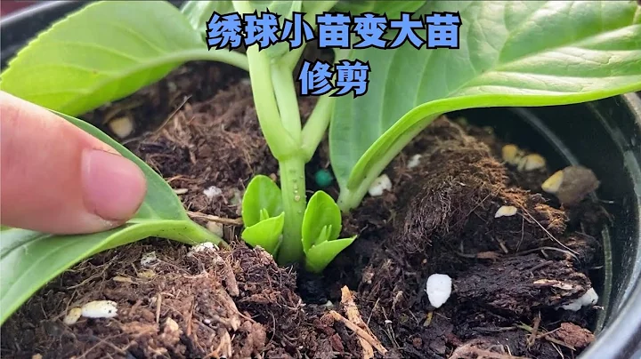 绣球扦插小苗如何快速变大苗？教大家正确修剪时间和方法 - 天天要闻