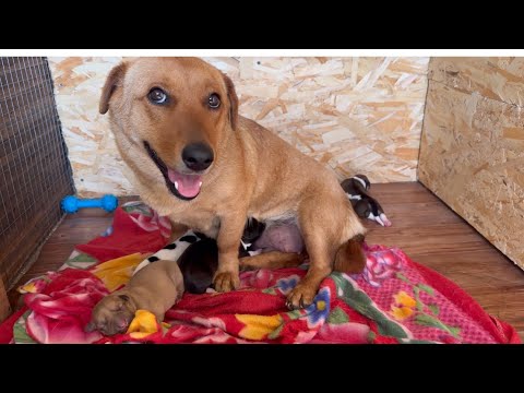 Видео: Новорожденные щенки радуются мамочке